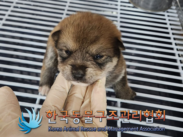 한국동물구조관리협회_441409202302062